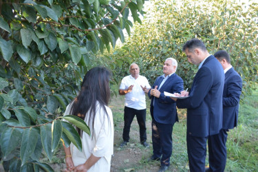 Tərtərdə yeni Dövlət Proqramının icrası ilə əlaqədar kənd təsərrüfatı və emal sahələrinin inkişafı üzrə layihələrə baxış keçirilib