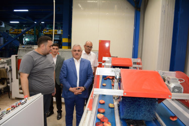 Tərtər Rayon İcra Hakimiyyətinin başçısı "Aqropat" MMC-nin intensiv meyvə bağları və müasir suvarma infrastrukturu ilə tanış olub