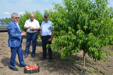 Rayon rəhbəri fermer Mirzə Cümşüdovun bağ təsərrüfatı ilə tanış olub