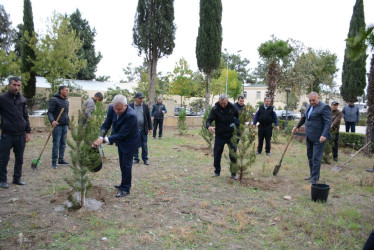 Tərtərdə “Konstitusiya və Suverenlik İli” çərçivəsində növbəti ağacəkmə aksiyası keçirilib