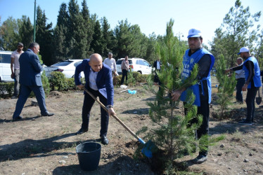 Tərtərdə “Konstitusiya və Suverenlik İli” çərçivəsində 27 sentyabr Anım gününün beşinci ildönümü ilə əlaqədar ağacəkmə aksiyası keçirilib