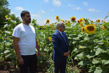 Tərtər Rayon İcra Hakimiyyətinin başçısı Kəbirli kəndində günəbaxan sahəsində olub