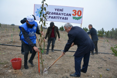 Yeni Azərbaycan Partiyasının təsis edilməsinin  30 illiyi ilə əlaqədar Tərtərdə  ağacəkmə aksiyası keçirilib