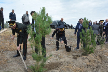 Tərtərdə 27 sentyabr-Anım Günü münasibəti ilə ağacəkmə aksiyası keçirilib