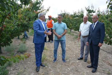 Tərtər Rayon İcra Hakimiyyətinin başçısı "Frutti Agro" MMC-nin intensiv meyvə bağları və müasir suvarma infrastrukturu ilə tanış olub