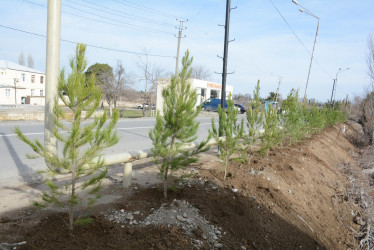 Tərtərdə “Şəhərsalma və Memarlıq İli” çərçivəsində növbəti ağacəkmə aksiyası keçirilib