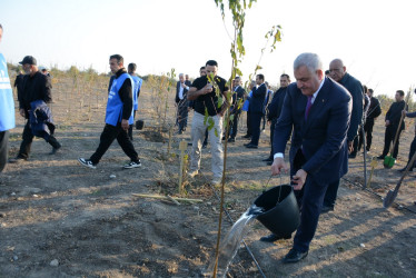 Tərtərdə “Konstitusiya və Suverenlik İli” çərçivəsində 8 Noyabr Zəfər Gününün beşinci ildönümü ilə əlaqədar növbəti ağacəkmə aksiyası keçirilib