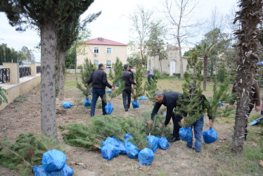 Tərtərdə “Konstitusiya və Suverenlik İli” çərçivəsində növbəti ağacəkmə aksiyası keçirilib