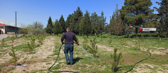 Tərtər şəhəri ərazisində iməclik aksiyası keçirilib