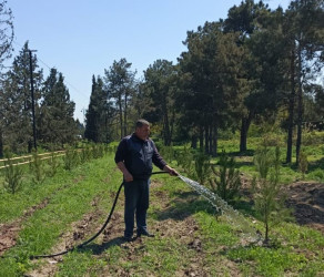 Tərtər şəhəri ərazisində iməclik aksiyası keçirilib