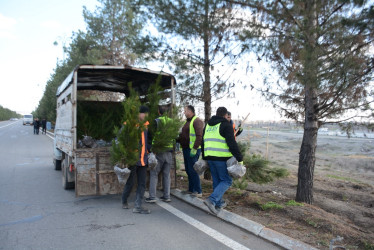 Tərtərdə “Şəhərsalma və Memarlıq İli” çərçivəsində növbəti ağacəkmə aksiyası keçirilib