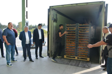 Rayon rəhbəri "Tərtər 1" MMC-nin intensiv meyvə bağlarında xurma yığımına baxış keçirib