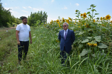 Tərtər Rayon İcra Hakimiyyətinin başçısı Kəbirli kəndində günəbaxan sahəsində olub