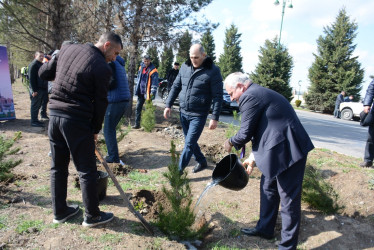 Tərtərdə “Şəhərsalma və Memarlıq İli” çərçivəsində növbəti ağacəkmə aksiyası keçirilib