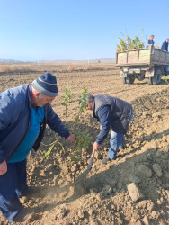 8 Noyabr Zəfər Gününün beşinci ildönümü ilə əlaqədar ağacəkmə aksiyası davam etdirilir
