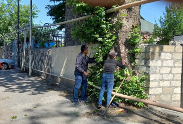 Tərtərdə “Yaşıl dünya naminə həmrəylik ili” çərçivəsində növbəti iməcilik keçirilib