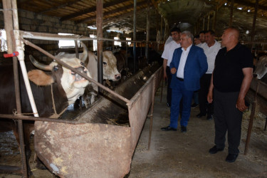 Tərtər Rayon İcra Hakimiyyətinin başçısı fermer Elbrus Salahova məxsus heyvandarlıq təsərrüfatına baxış keçirib