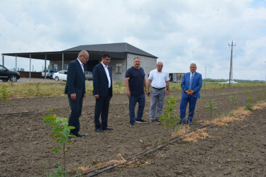 Tərtər Rayon İcra Hakimiyyətinin başçısı "Tərtər 1" MMC-nin intensiv meyvə bağları və müasir suvarma infrastrukturu ilə tanış olub