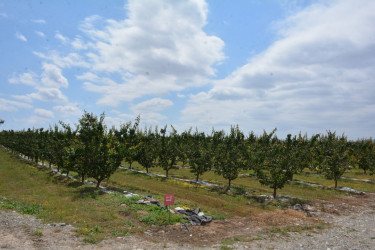 Tərtərdə “Frutti Aqro” MMC tərəfindən yeni salınmış intensiv meyvə bağına baxış keçirilib