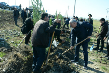 Tərtərdə "Yaşıl dünya naminə həmrəylik ili" çərçivəsində ümumrayon ağacəkmə aksiyası keçirilib