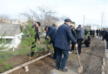 Tərtərdə “Şəhərsalma və Memarlıq İli” çərçivəsində növbəti ağacəkmə aksiyası keçirilib