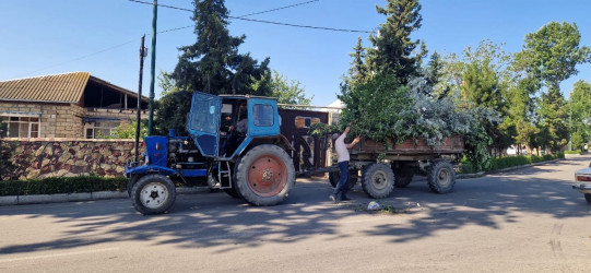 Tərtərdə  küləyin törətdiyi fəsadlar aradan qaldırılır