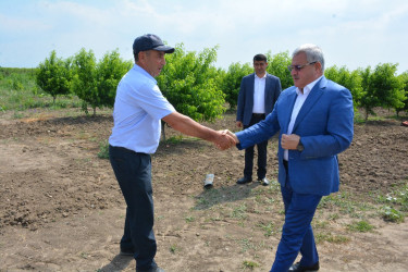 Rayon rəhbəri fermer Mirzə Cümşüdovun bağ təsərrüfatı ilə tanış olub
