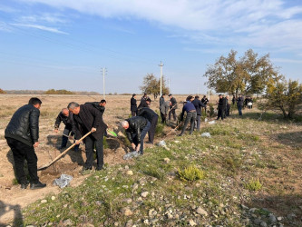 "Yaşıl dünya naminə həmrəylik ili" çərçivəsində növbəti ağacəkmə aksiyası Bərdə-Ağdam magistral avtomobil yolunun Köçərli kəndi ərazisindən keçən hissəsində  keçirilib