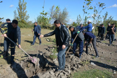 "Yaşıl dünya naminə həmrəylik ili" çərçivəsində Bərdə-Ağdam magistral avtomobil yolunun Poladlı kəndi ərazisində ağacəkmə aksiyası davam etdirilir