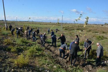 "Yaşıl dünya naminə həmrəylik ili" çərçivəsində Bərdə-Ağdam magistral avtomobil yolunun Poladlı kəndi ərazisində ağacəkmə aksiyası davam etdirilir