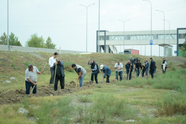 Tərtərdə "Yaşıl dünya naminə həmrəylik ili" çərçivəsində magistral yolların kənarlarında ağacların əkilməsi üçün hazırlıq işləri davam etdirilir