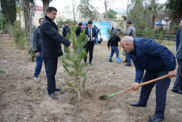 Tərtərdə “Konstitusiya və Suverenlik İli” çərçivəsində növbəti ağacəkmə aksiyası keçirilib
