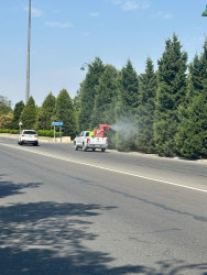 Tərtərdə dekorativ ağacların zərərvericilərə qarşı dərmanlanması işləri aparılıb