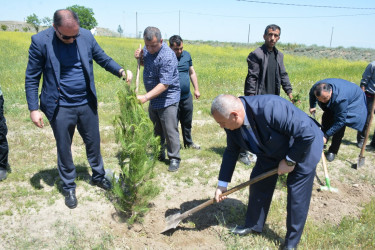Tərtərdə “Konstitusiya və Suverenlik İli” çərçivəsində Ulu Öndərin anadan olmasının 102-ci ildönümü ilə əlaqədar  ağacəkmə aksiyası keçirilib