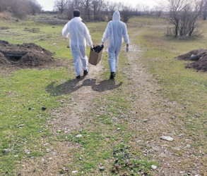 Tərtərdə sahibsiz heyvanların peyvəndlənməsi davam etdirilir