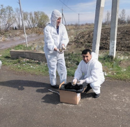 Tərtərdə sahibsiz heyvanların peyvəndlənməsi davam etdirilir