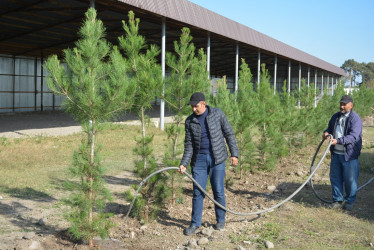 "Yaşıl dünya naminə həmrəylik ili" çərçivəsində Bərdə-Ağdam magistral avtomobil yolunun Köçərli kəndi ərazisində ağacəkmə aksiyası davam etdirilir