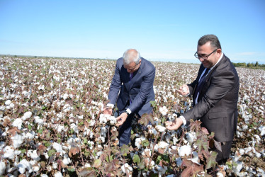 Tərtər rayonunda pambıq yığımına start verilib