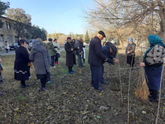 Tərtərdə baramaçılığın inkişafı məqsədilə tut tingləri əkilir