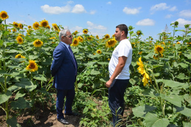 Tərtər Rayon İcra Hakimiyyətinin başçısı Kəbirli kəndində günəbaxan sahəsində olub