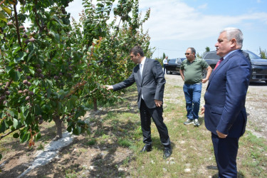Tərtərdə “Frutti Aqro” MMC tərəfindən yeni salınmış intensiv meyvə bağına baxış keçirilib
