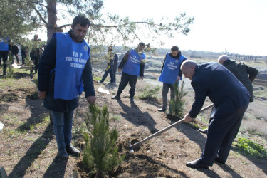 Tərtərdə “Şəhərsalma və Memarlıq İli” çərçivəsində Xocalı soyqrımının 34-cü il dönümü ilə əlaqədar ağacəkmə aksiyası keçirilib