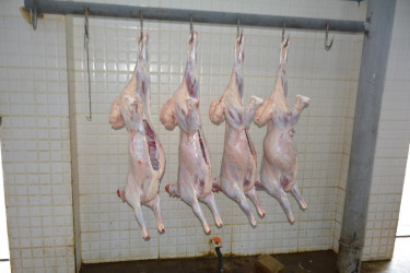 Tərtərdə Qurban Bayramı qeyd olunur