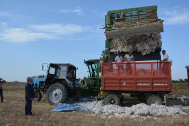 Tərtərdə pambıq yığımına start verilib