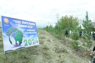 "Yaşıl dünya naminə həmrəylik ili" çərçivəsində Bərdə-Ağdam magistral avtomobil yolunun Poladlı kəndi ərazisində ağacəkmə aksiyası keçirilib