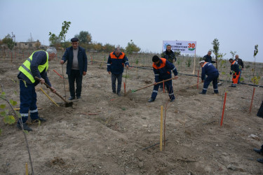 Yeni Azərbaycan Partiyasının təsis edilməsinin  30 illiyi ilə əlaqədar Tərtərdə  ağacəkmə aksiyası keçirilib