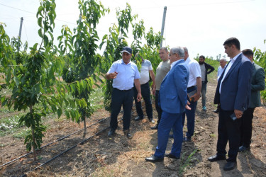 Rayon rəhbəri fermer Mirzə Cümşüdovun bağ təsərrüfatı ilə tanış olub