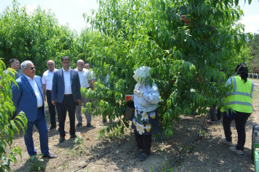 Tərtər Rayon İcra Hakimiyyətinin başçısı "Aqropat" MMC-nin intensiv meyvə bağları və müasir suvarma infrastrukturu ilə tanış olub