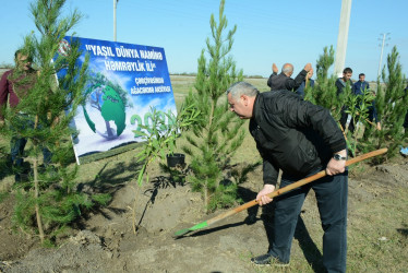 Tərtərdə "Yaşıl dünya naminə həmrəylik ili" çərçivəsində ümumrayon ağacəkmə aksiyası keçirilib