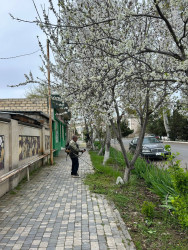 Tərtər şəhəri ərazisində iməclik aksiyası keçirilib